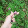 Red Clover Pancakes – Natural Remedies Mom