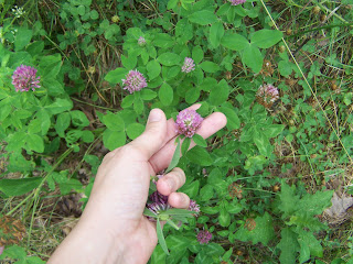 Red Clover Pancakes - Natural Remedies Mom